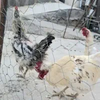 مرغ|حیوانات مزرعه|نوبران, |دیوار