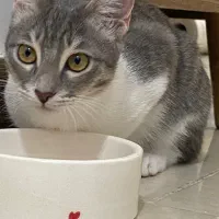 واگذاری گربه ماده