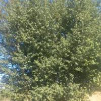 خرید چوب