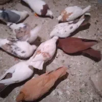 کبوتردرکبوتر|پرنده|بروجرد, |دیوار