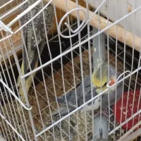 یک جفت عروس هلندی آماده