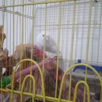 قناری|پرنده|حاجی آباد, |دیوار