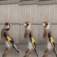 سهره جوجه سال تازه صاف دهن زن