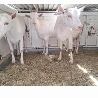 فروش بز سانن اصیل