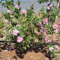 زمین خانه باغ
