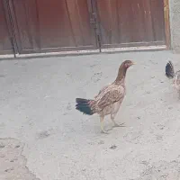 مرغ لاری اصل