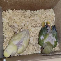 طوطی برزیلی|پرنده|هرسین, |دیوار