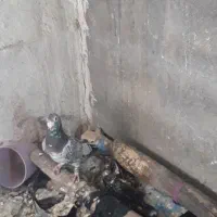 کبوتر|پرنده|دهدشت, |دیوار