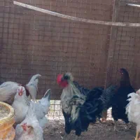 فروش خروس جوان جهت سربری و نگهداری|حیوانات مزرعه|گرمسار, |دیوار