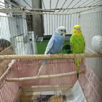 مرغ عشق|پرنده|رشت, دیانتی|دیوار