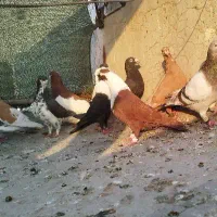 کبوتر