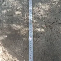 تنه درخت