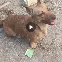 سگ پاکوتاه تربیت شده