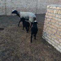 میش وبره|حیوانات مزرعه|بشاریات, |دیوار