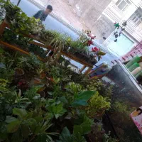 گل وگیاه طبیعی