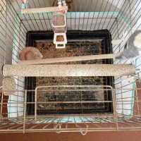 پرنده عروس هلندی|پرنده|تاکستان, |دیوار