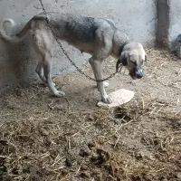 ماده پژدر درشت مناسب نسل کشی جوان