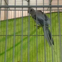 عروس هلندی|پرنده|فردوس (خراسان), |دیوار