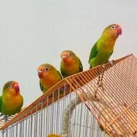 طوطی برزیلی کوتوله تپل دونخور شده|پرنده|تهران, کوی بیمه|دیوار