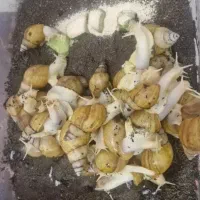 حلزون، با لوازم