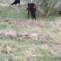 گوسفند فروشی