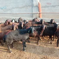 18 رس بره ماده غزل افشار