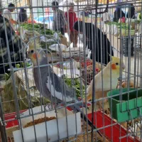 طوطی عروس نر ماده  مولد فروشی ماده لوتینو دستی|پرنده|بهبهان, |دیوار