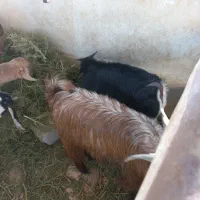 ۹عدد کره نر شیک وزن حدود ۲۵ کیلو|حیوانات مزرعه|کرمان, |دیوار