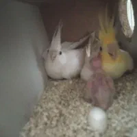 کوتوله .عروس.فنچ|پرنده|بیرجند, |دیوار