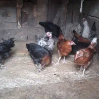 نیمچه مرغ وخروس جوان