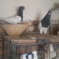 کبوتر کله سیاه|پرنده|بستان آباد, |دیوار