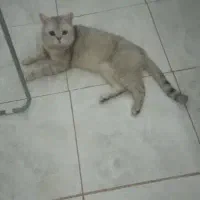 اسکاتیش نر برای جفت گیری