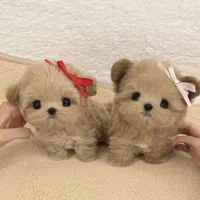 نژاد های آپارتمانی|سگ|تهران, گیشا|دیوار