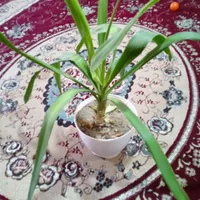 دو عدد گل نخل و عروس|گل و گیاه طبیعی|ایذه, |دیوار