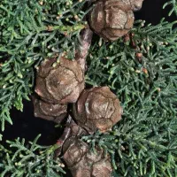 خرید میوه سرو|خدمات باغبانی و درختکاری|مشهد, شهید هاشمی نژاد|دیوار