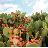 کاشت کاکتوس اپونتیا