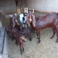 بز پاکستانی|حیوانات مزرعه|سبزوار, شهرک صنعتی فرودگاه|دیوار
