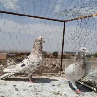جفتگاه و پرشی