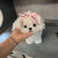 توله سگ مینیاتوری ترکیب پودل مالتیز