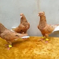 کبوتر دم سفید