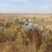 تکه‌یانرباز‌گلابی‌اصیل‌‌دوساله
