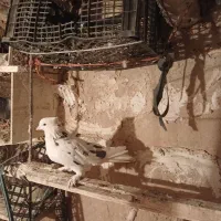 نرپشتار|پرنده|زالیان, |دیوار