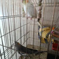 دوتا عروس هلندی نرومادگی معلوم نیس با لوازم...