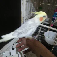 عروس هلندی رام سخنگو|پرنده|تهران, منیریه|دیوار