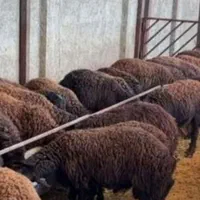 ۴۴راس گوسفند قربانی|حیوانات مزرعه|قزوین, |دیوار