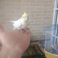 عروس دستی|پرنده|قنوات, |دیوار