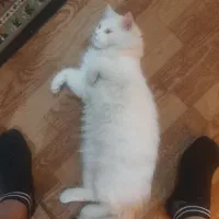 واگذاری گربه