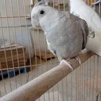 عروس هلندی نر ماده