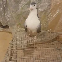 کبوتر بدرنگ|پرنده|شاهینشهر, گزبرخوار|دیوار