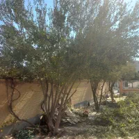 انجام کلیه خدمات کشاورزی مهریز و یزد|خدمات باغبانی و درختکاری|مهریز, |دیوار